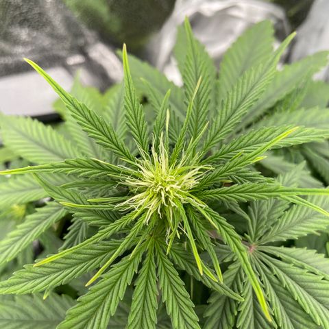 Wedding Cake Automatic growlog timeline photo
