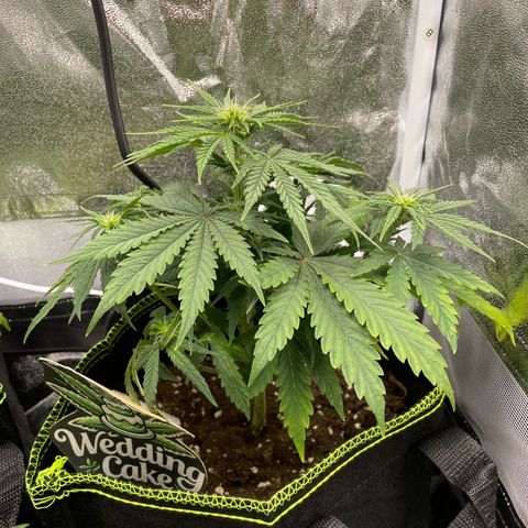 Wedding Cake Automatic growlog timeline photo