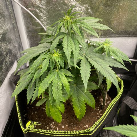 HulkBerry Automatic growlog timeline photo