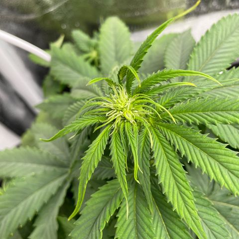 HulkBerry Automatic growlog timeline photo