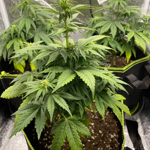 Cookies Gelato growlog timeline photo