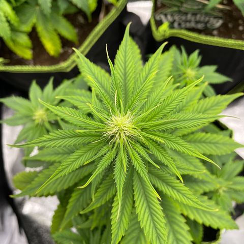 Cookies Gelato growlog timeline photo