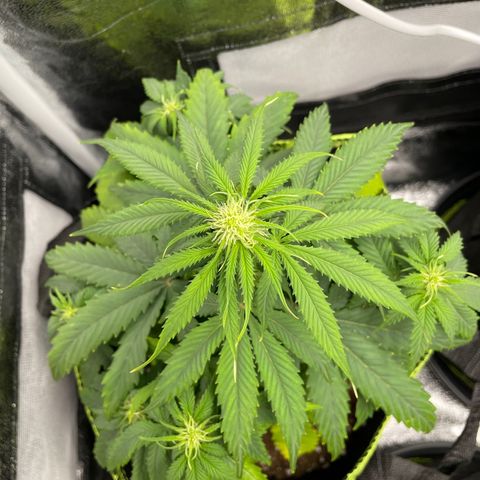 HulkBerry Automatic growlog timeline photo