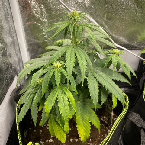 HulkBerry Automatic growlog timeline photo