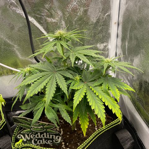 Wedding Cake Automatic growlog timeline photo
