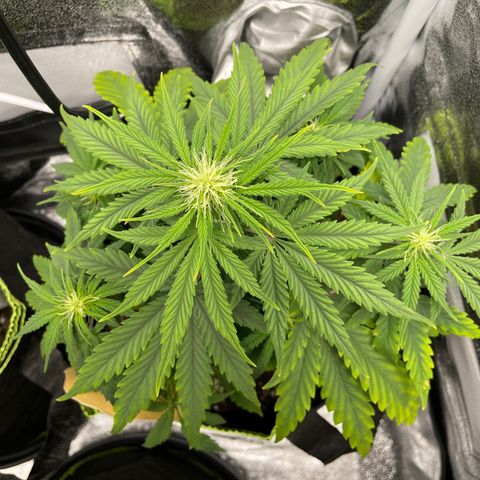 Wedding Cake Automatic growlog timeline photo