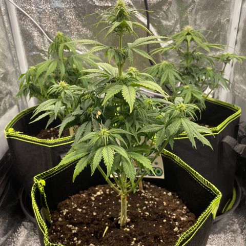 Cookies Gelato growlog timeline photo