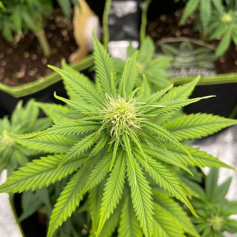 Cookies Gelato growlog timeline photo