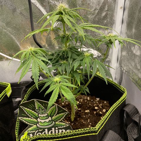 Wedding Cake Automatic growlog timeline photo