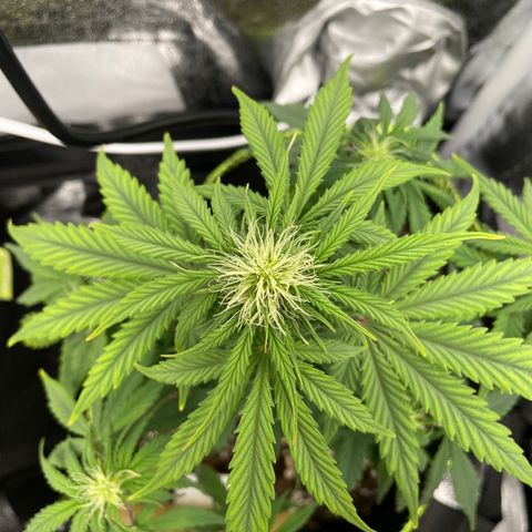 Wedding Cake Automatic growlog timeline photo
