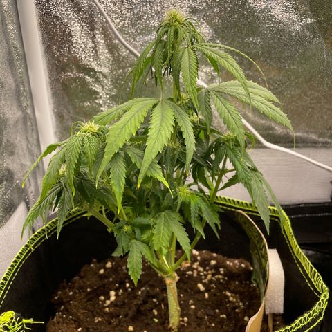 HulkBerry Automatic growlog timeline photo