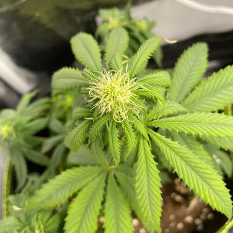 HulkBerry Automatic growlog timeline photo