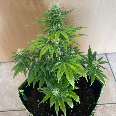 Cookies Gelato growlog timeline photo