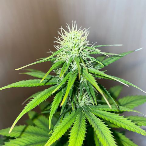 Cookies Gelato growlog timeline photo