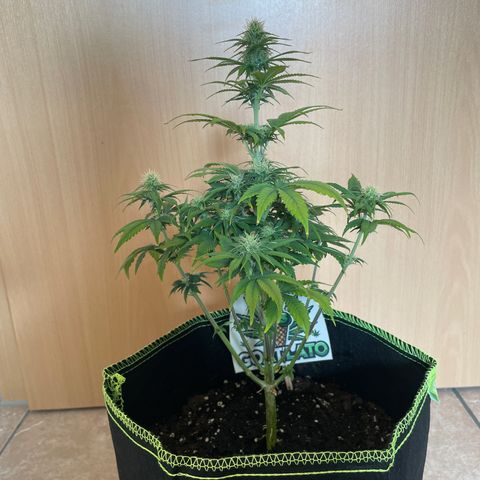 Cookies Gelato growlog timeline photo