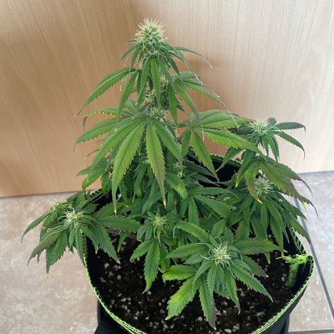 HulkBerry Automatic growlog timeline photo