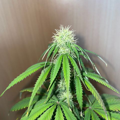 HulkBerry Automatic growlog timeline photo