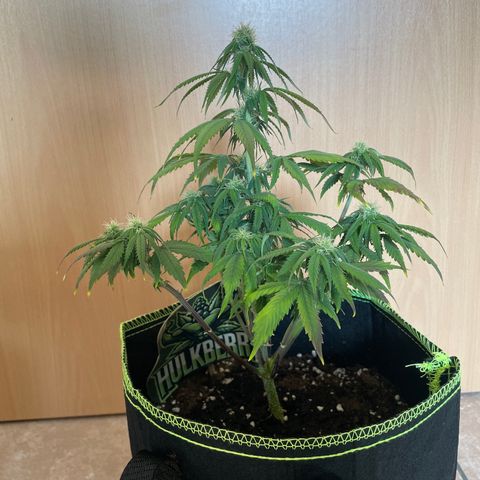 HulkBerry Automatic growlog timeline photo
