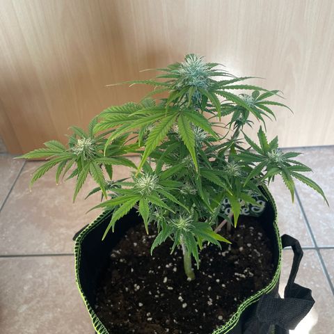 Wedding Cake Automatic growlog timeline photo