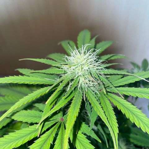 Wedding Cake Automatic growlog timeline photo