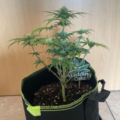 Wedding Cake Automatic growlog timeline photo