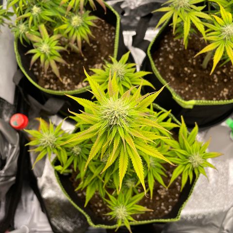Cookies Gelato growlog timeline photo