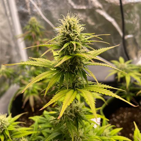 Cookies Gelato growlog timeline photo