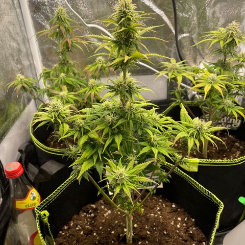 Cookies Gelato growlog timeline photo
