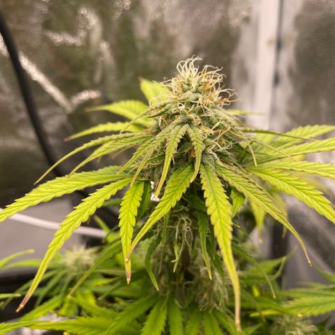 Wedding Cake Automatic growlog timeline photo