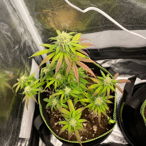 HulkBerry Automatic growlog timeline photo