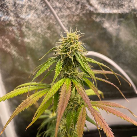 HulkBerry Automatic growlog timeline photo