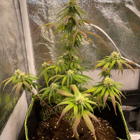 HulkBerry Automatic growlog timeline photo