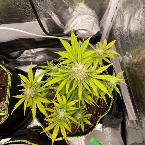 Wedding Cake Automatic growlog timeline photo