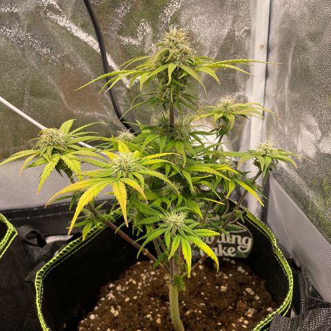 Wedding Cake Automatic growlog timeline photo