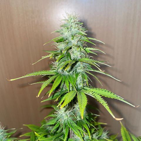 Cookies Gelato growlog timeline photo