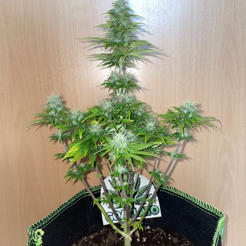 Cookies Gelato growlog timeline photo