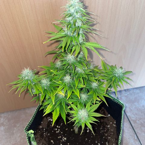 Cookies Gelato growlog timeline photo