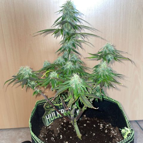 HulkBerry Automatic growlog timeline photo