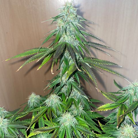 HulkBerry Automatic growlog timeline photo
