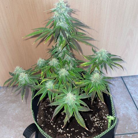 HulkBerry Automatic growlog timeline photo