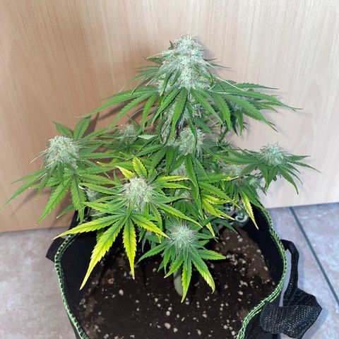 Wedding Cake Automatic growlog timeline photo