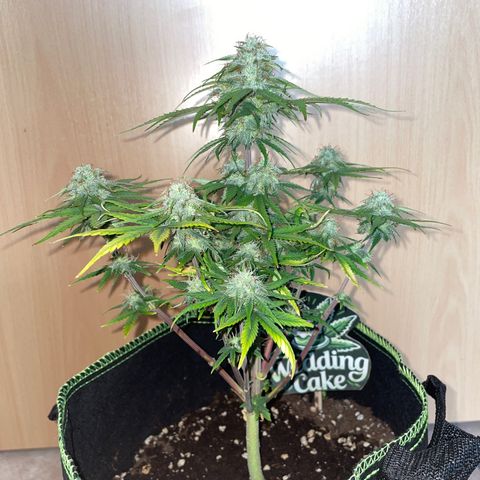 Wedding Cake Automatic growlog timeline photo