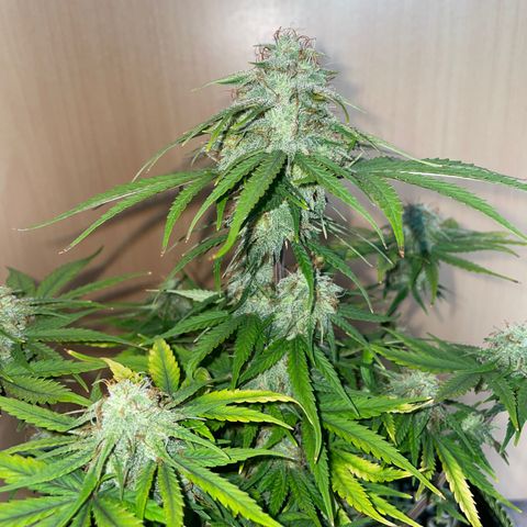 Wedding Cake Automatic growlog timeline photo