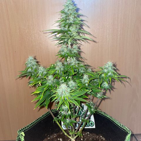Cookies Gelato growlog timeline photo