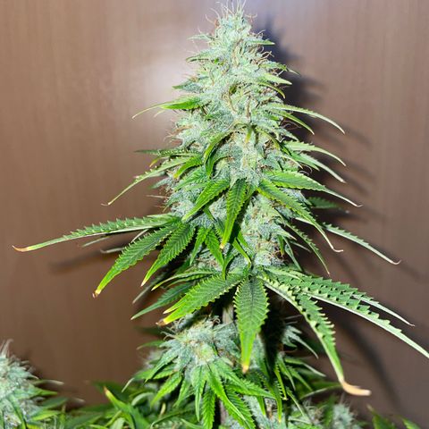Cookies Gelato growlog timeline photo