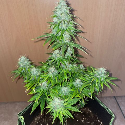 Cookies Gelato growlog timeline photo