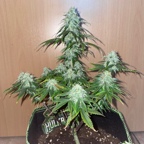 HulkBerry Automatic growlog timeline photo