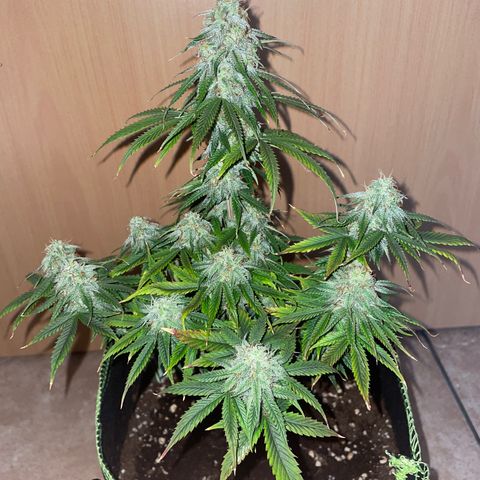 HulkBerry Automatic growlog timeline photo