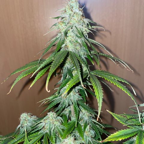 HulkBerry Automatic growlog timeline photo