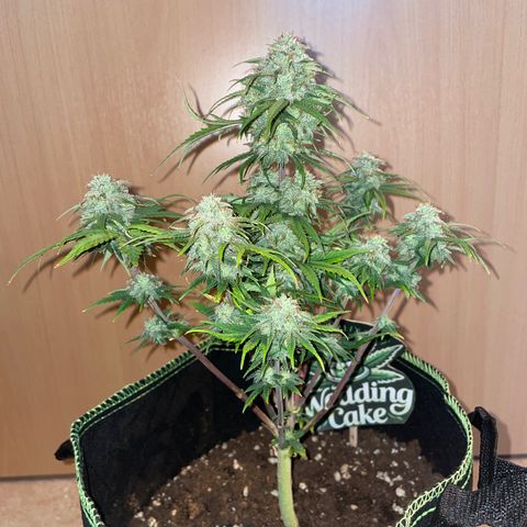 Wedding Cake Automatic growlog timeline photo